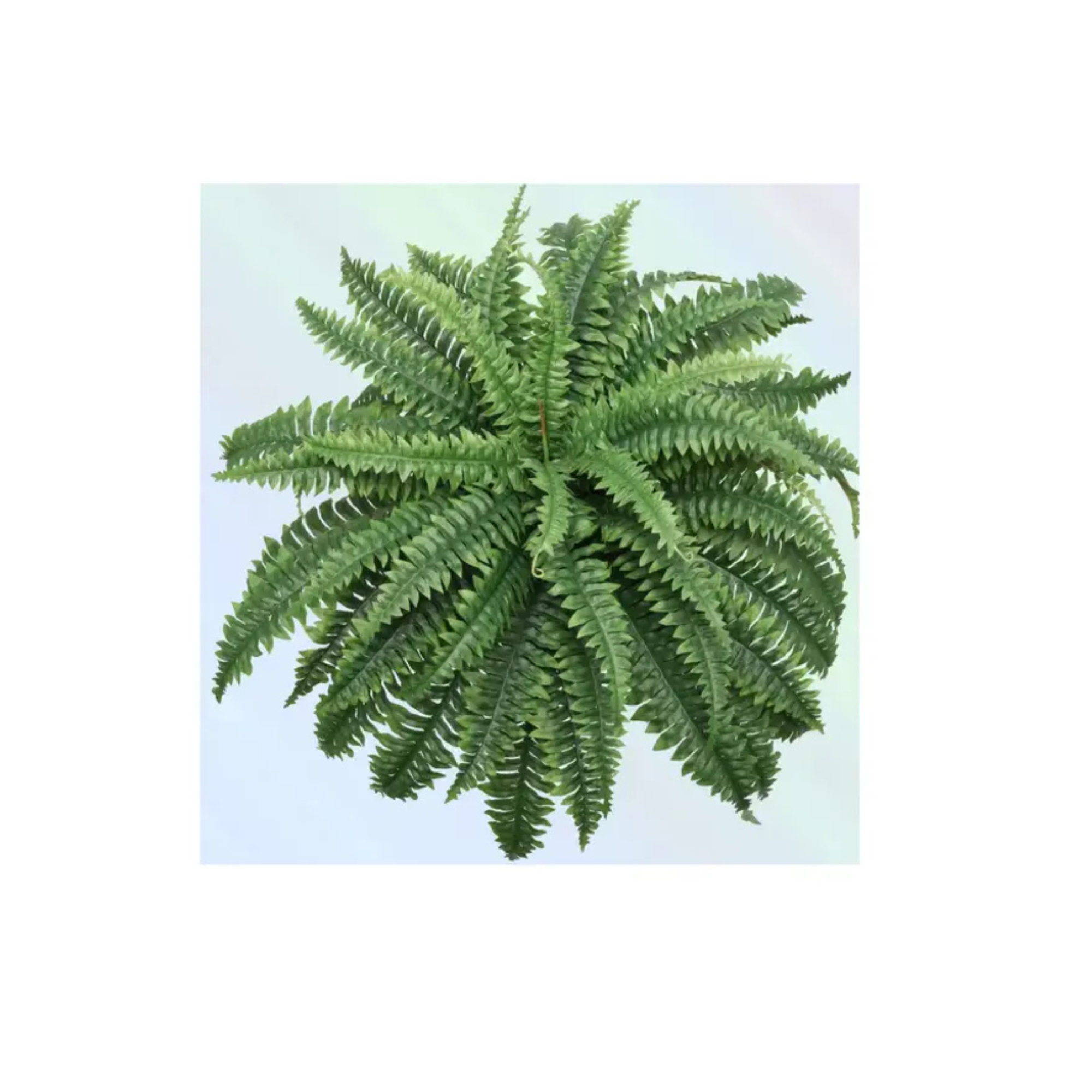 Boston Fern 34" Lush Decorative Indoor Plant Spring Decor 24